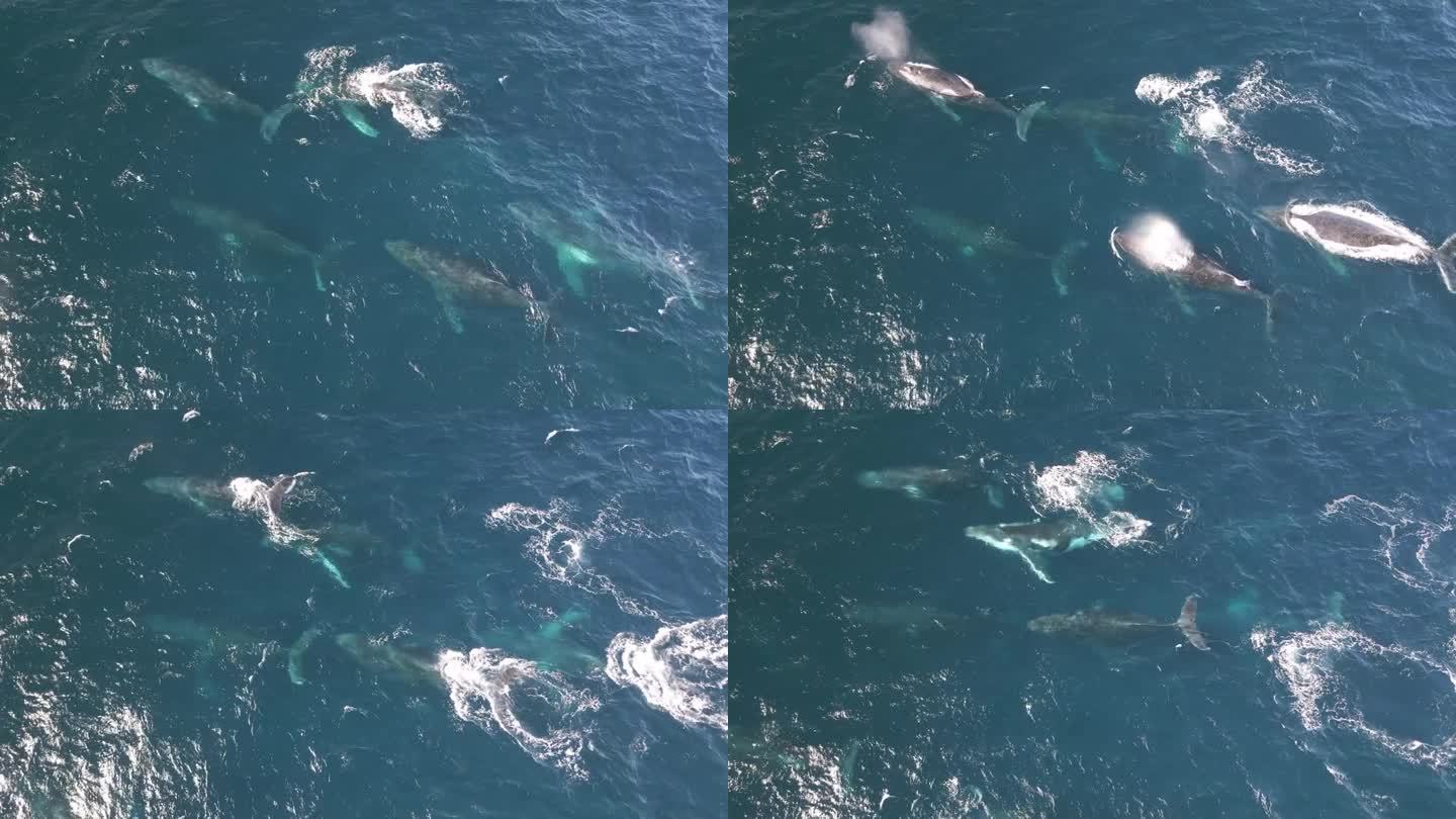 美丽的鲸群在澳大利亚海岸穿越蓝色的太平洋。悉尼新南威尔士。无人机航拍图。