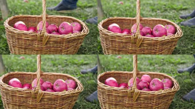 农民的手摘熟苹果，把它放在篮子里。苹果果园。收割。又大又红又好吃的苹果挂在树枝上。秋收时的果园。秋天