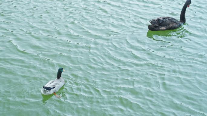 鸭子戏水绿头鸭池塘水面鹅4k升格