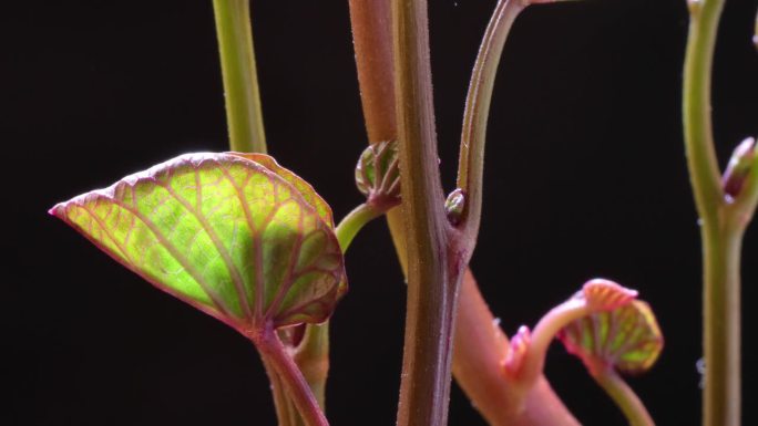 甘薯或甘薯(Ipomoea batatas)生长的叶子