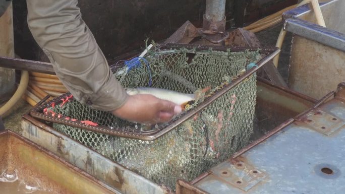 一个鱼贩用网从水箱里挑选鲜鱼的特写
