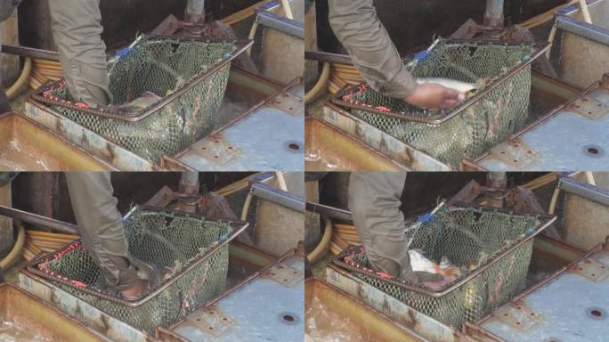 一个鱼贩用网从水箱里挑选鲜鱼的特写