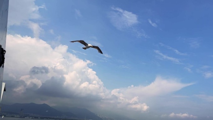 鸟动物海鸥飞翔