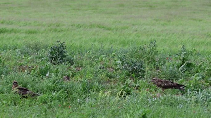 黑鸢Milvus在野外迁徙