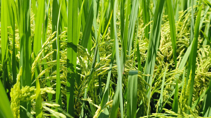 绿水稻 夏天水稻 水稻 大自然 绿色