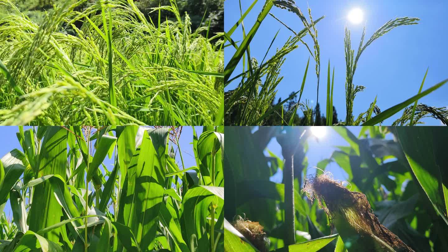绿水稻 夏天水稻 水稻 大自然 绿色