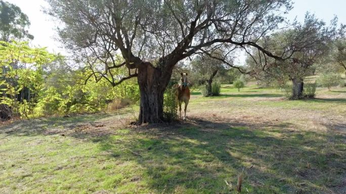 橄榄树下的平静的马
