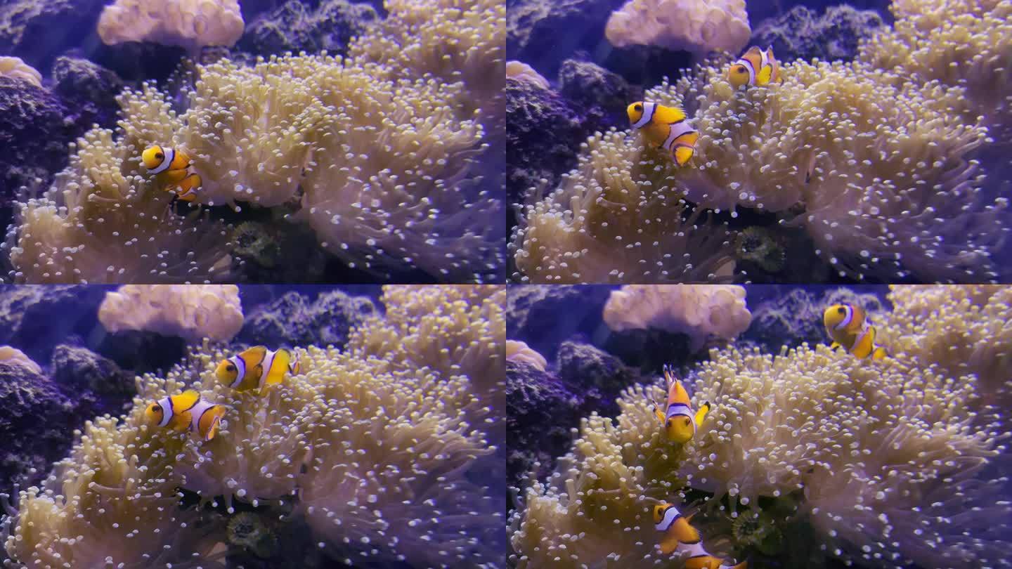 海底海葵中的尼莫小丑鱼