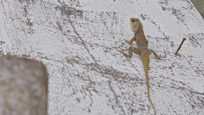 一只印度花园蜥蜴栖息在胶合板上沐浴阳光