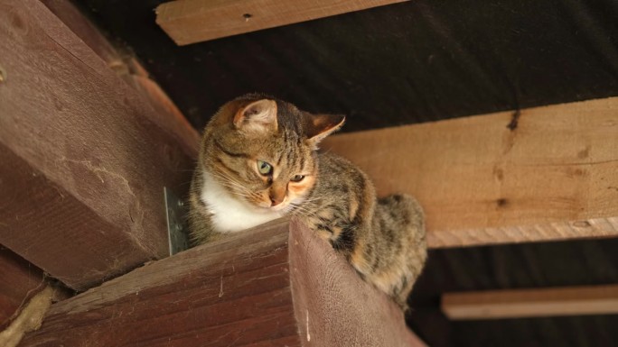 猫的肖像。优雅的灰猫走路。家猫坐在屋顶上。一只美丽的猫咪坐在屋顶下的木梁上。有趣的毛茸茸的小猫底部视