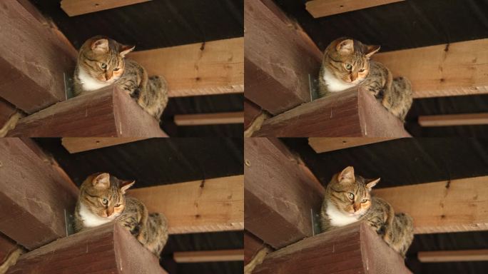 猫的肖像。优雅的灰猫走路。家猫坐在屋顶上。一只美丽的猫咪坐在屋顶下的木梁上。有趣的毛茸茸的小猫底部视