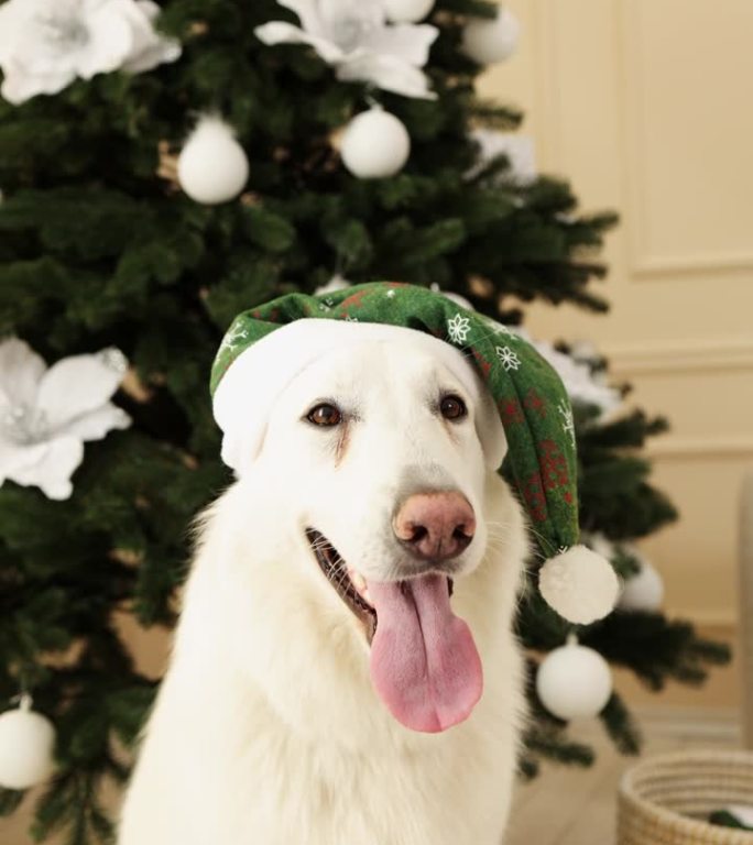一只滑稽的狗，戴着绿色的圣诞老人帽子，站在圣诞树旁边。一位牧羊女庆祝新年。垂直视频