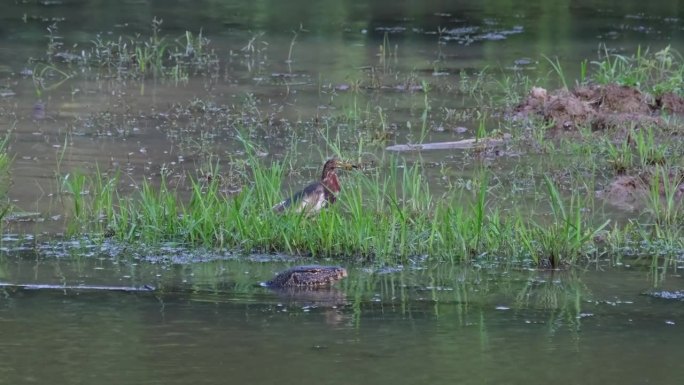 在那空沙湾的Beung Boraphet湖的浅水区，一只穿着繁殖期羽毛的中国池鹭正在跳跃，旁边是一只