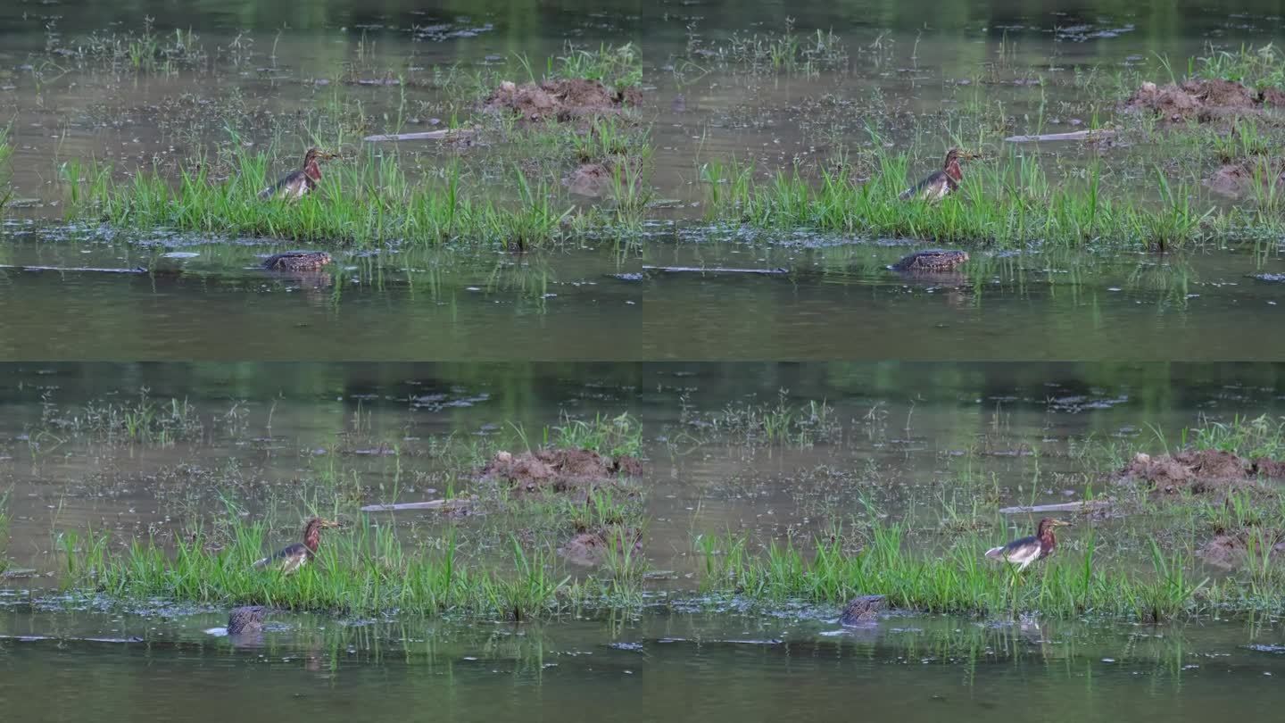 在那空沙湾的Beung Boraphet湖的浅水区，一只穿着繁殖期羽毛的中国池鹭正在跳跃，旁边是一只