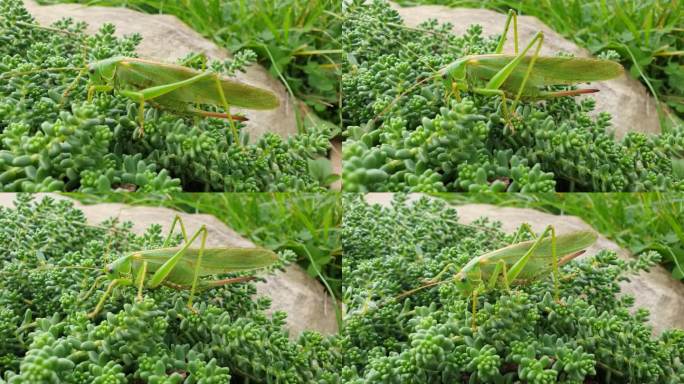 初秋，蚱蜢Tettigonia viridissima又名大绿灌木蟋蟀正在植物上行走。