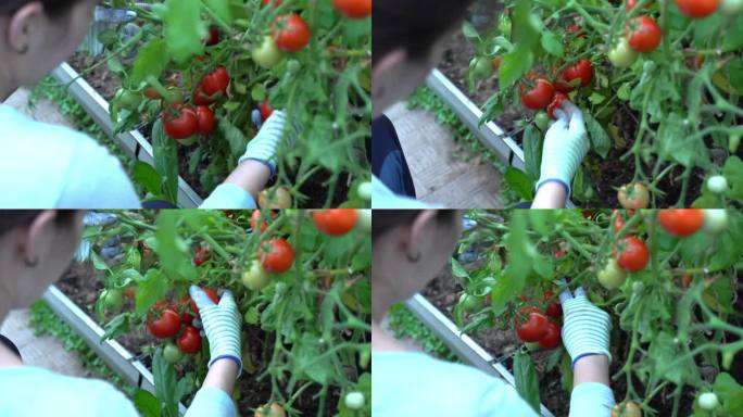 在温室里收割西红柿的妇女。种植蔬菜的农场。