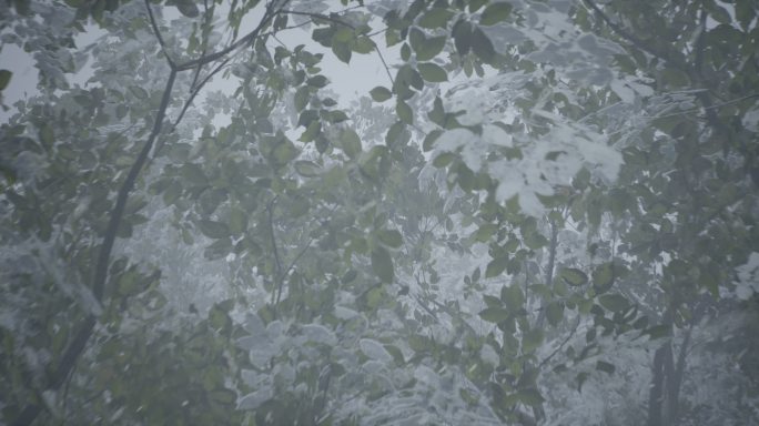 4k雪林风雪穿越树梢④