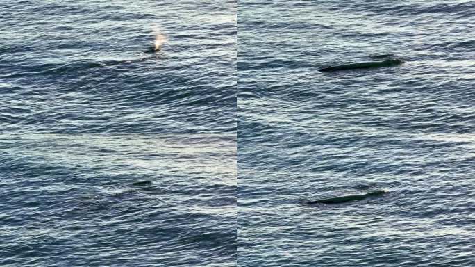 南露脊鲸-南露脊鲸，母亲和幼鲸靠近海岸