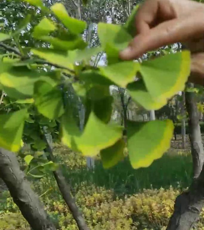 深秋绿色植被   生态润眼