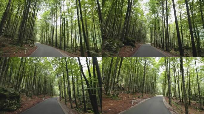 汽车POV行驶在道路上的常绿树木的森林在博欣吉