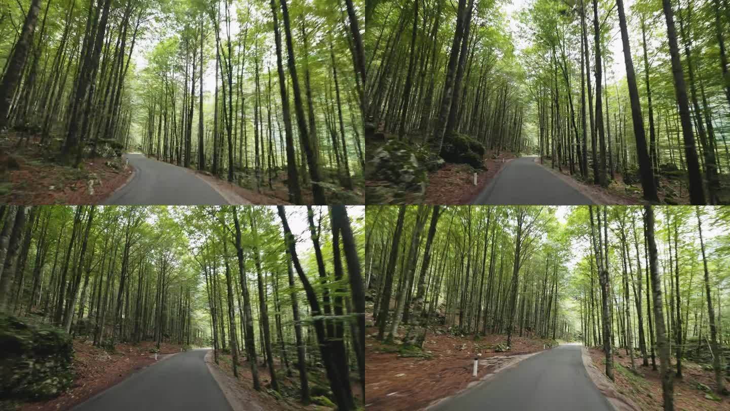 汽车POV行驶在道路上的常绿树木的森林在博欣吉