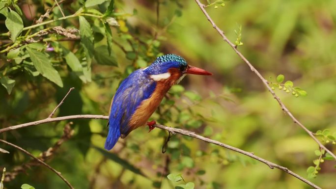 孔雀石翠鸟，美丽的色彩鲜艳的非洲鸟栖息在非洲的树枝上，在飞行中起飞栖息在树枝上的栖木野生动物园，肯尼