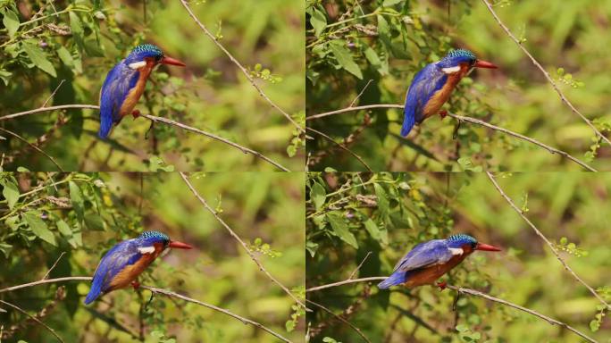 孔雀石翠鸟，美丽的色彩鲜艳的非洲鸟栖息在非洲的树枝上，在飞行中起飞栖息在树枝上的栖木野生动物园，肯尼
