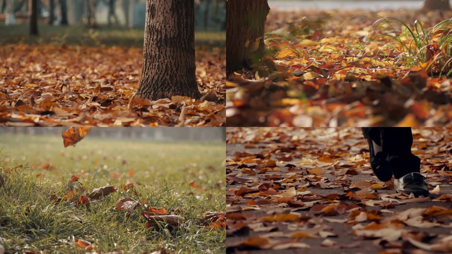 秋天落叶空镜头