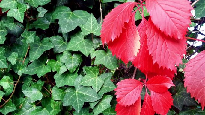 常春藤和维吉尼亚蔓藤。秋天的颜色。