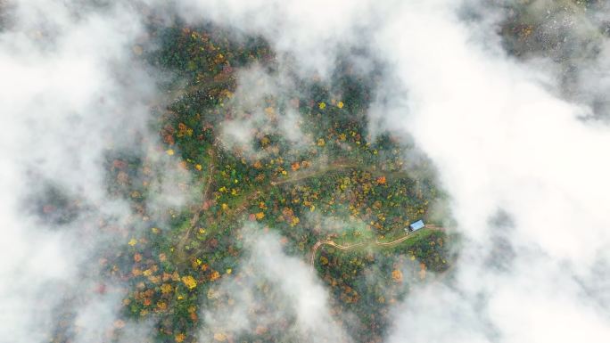 航拍鸟瞰云朵下的原始森林秋色彩林