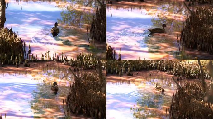 在蓝绿藻繁盛的红树湿地，灰绿水鸭在高盐度的粉色水道上游来游去，在旱季觅食无脊椎动物。