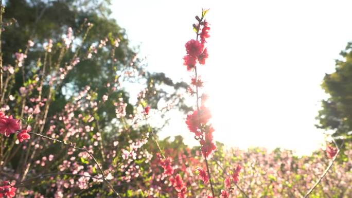 巨峰寺桃花