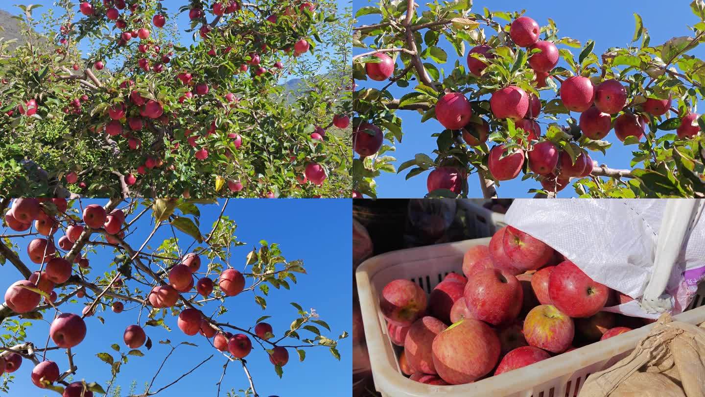 丽江高原甜芯苹果