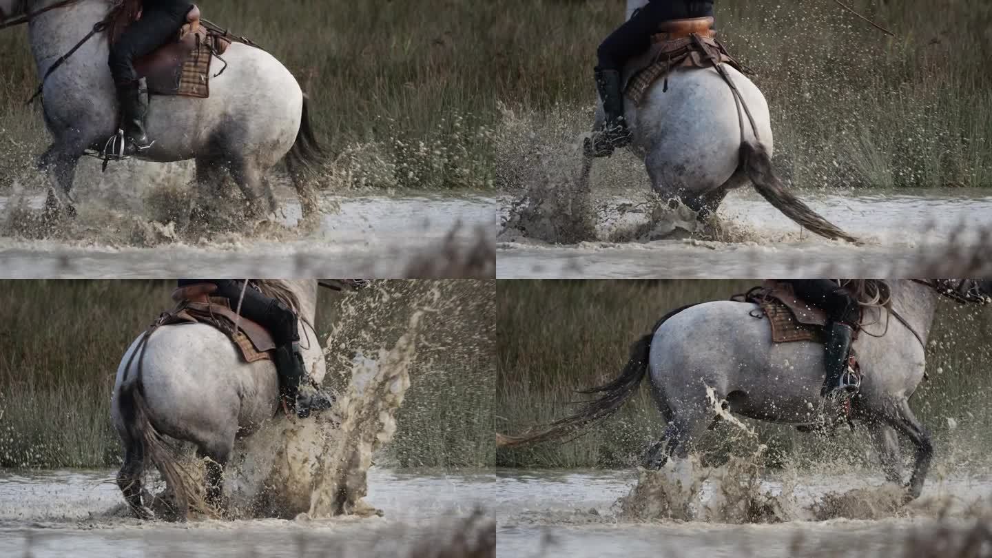 法国卡马尔格的马在沼泽地上奔跑