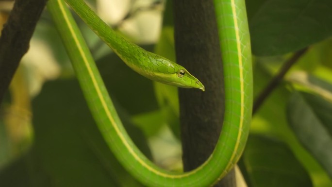 长鼻鞭蛇-眼睛-绿色。