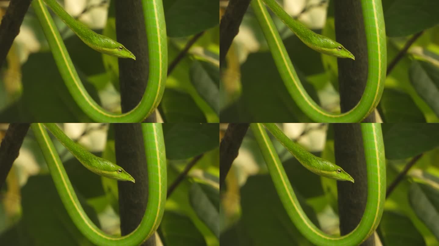 长鼻鞭蛇-眼睛-绿色。