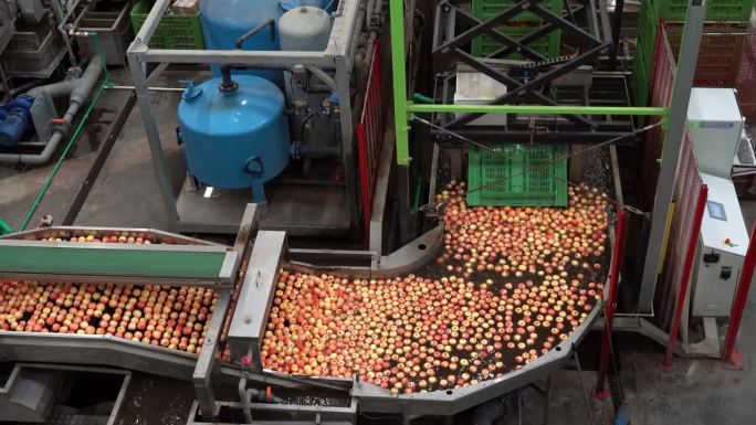 摘放机器人在水果加工厂的苹果清洗线上搬运装有苹果的塑料箱