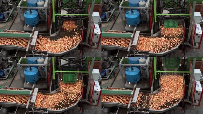 摘放机器人在水果加工厂的苹果清洗线上搬运装有苹果的塑料箱