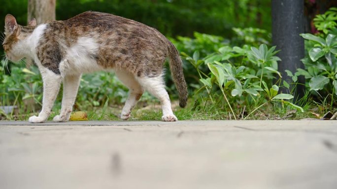 一只腿受伤的野猫