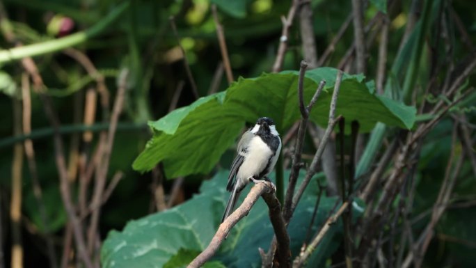 日本山雀(Parus minor)鸟平衡栖息在小干树枝在夏天的一天-特写