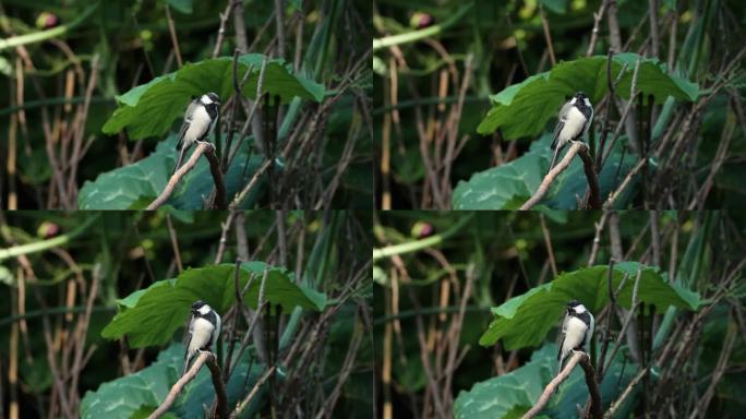 日本山雀(Parus minor)鸟平衡栖息在小干树枝在夏天的一天-特写