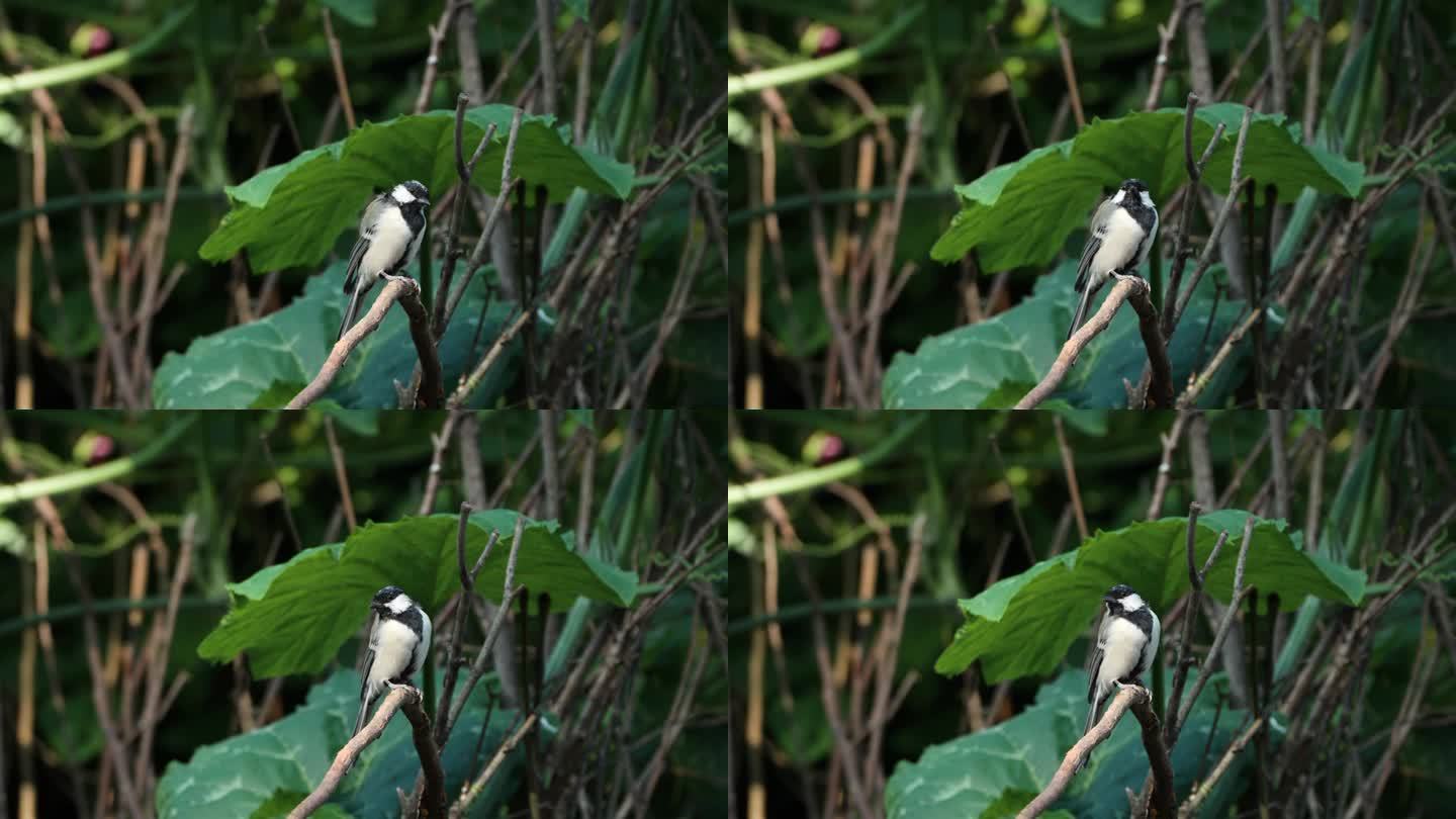 日本山雀(Parus minor)鸟平衡栖息在小干树枝在夏天的一天-特写