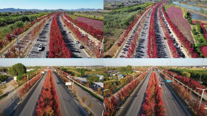 航拍秦皇岛抚宁枫林大道宁海大道醉美公路