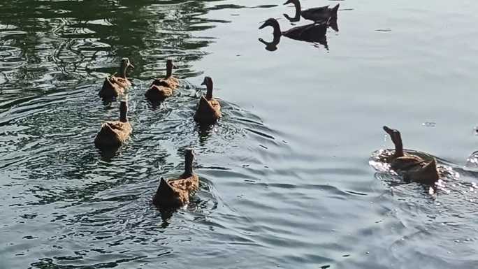 鸭子下水 鸭子走路 鸭子鸭群池塘里的鸭子