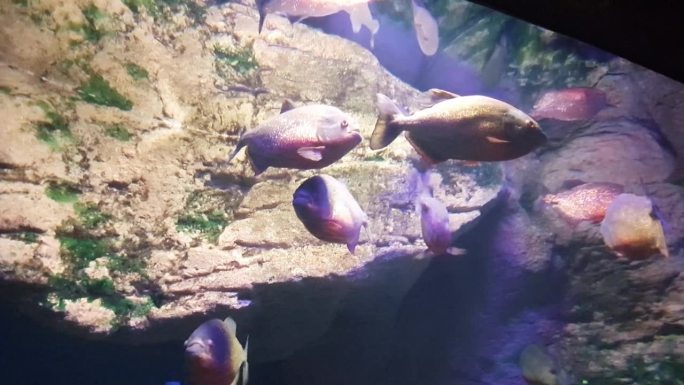 水族馆里的红腹食人鱼