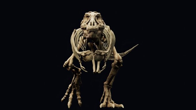 雷克斯暴龙苏骨架动画渲染背景。三维渲染