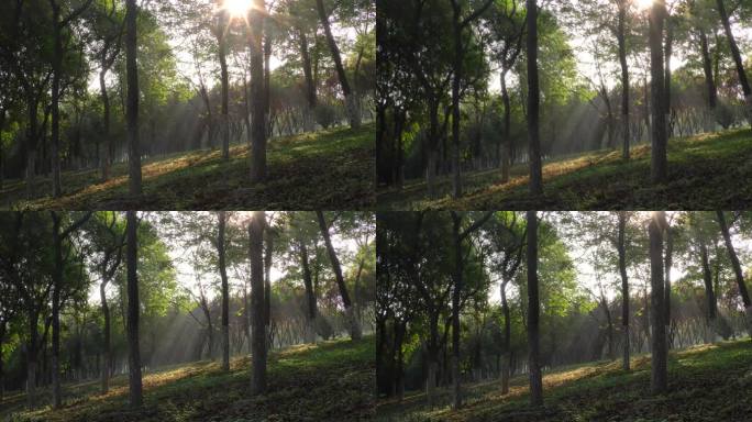 深秋季节时间流逝树林光影变化绿色家园