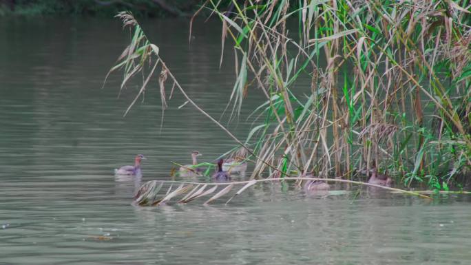湿地生态物种鸟类4K