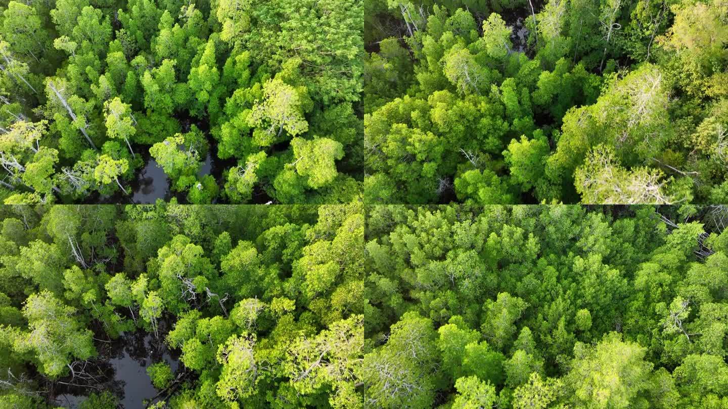 印尼绿色红树林鸟瞰图
