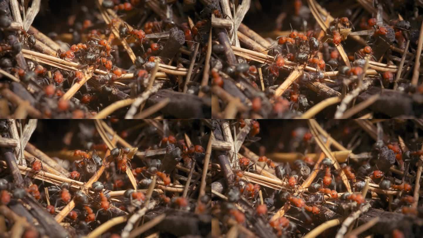 火蚁群在树林里的蚁丘上爬行